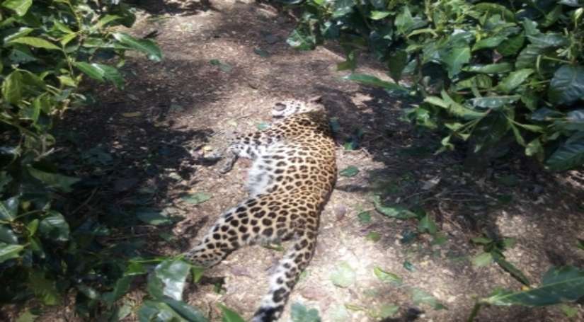 जम्मू-कश्मीर के बडगाम में मारा गया आदमखोर तेंदुआ