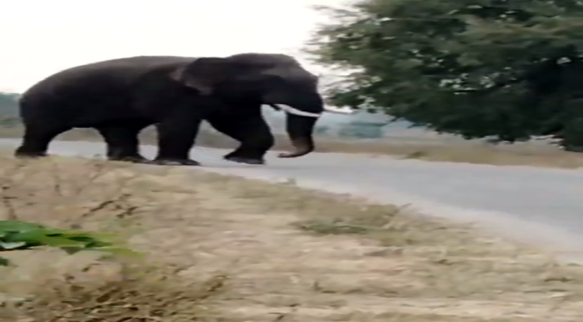 तेलंगाना में जंगली हाथी ने किसान को कुचलकर मार डाला