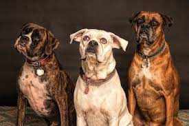 4 कुत्तों की वफादारी के किस्से सुनकर आप भी करेंगे सलाम, जान देकर बचाई मालिक की जान
